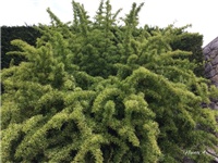 3b58c65a-20170504 Ri piracanta.jpg